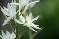 Great camas Camassia leichtlinii alba, close-up creamy-white star-shaped flower